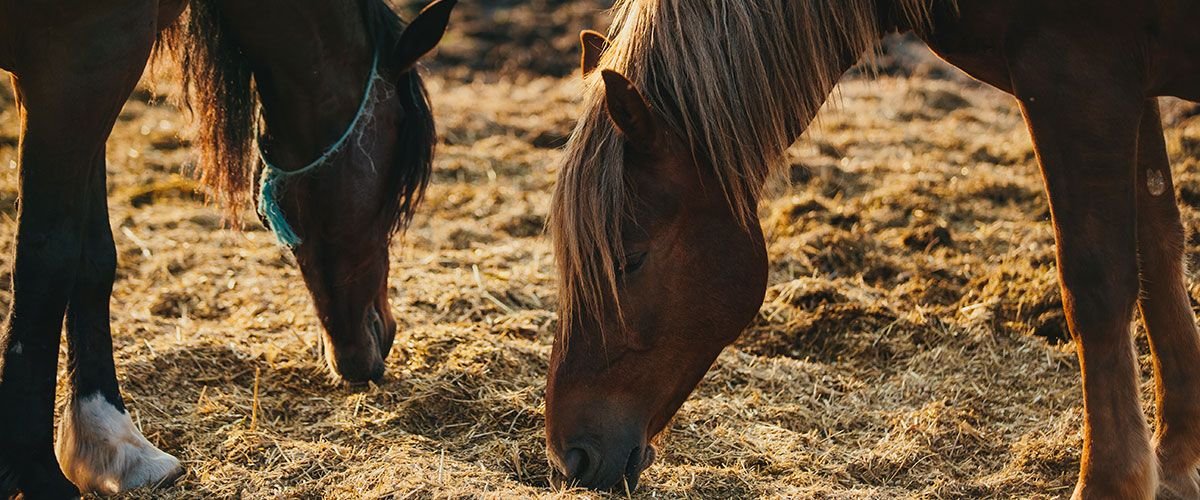 Noticias que significa que un caballo esta enfosado - Noticias