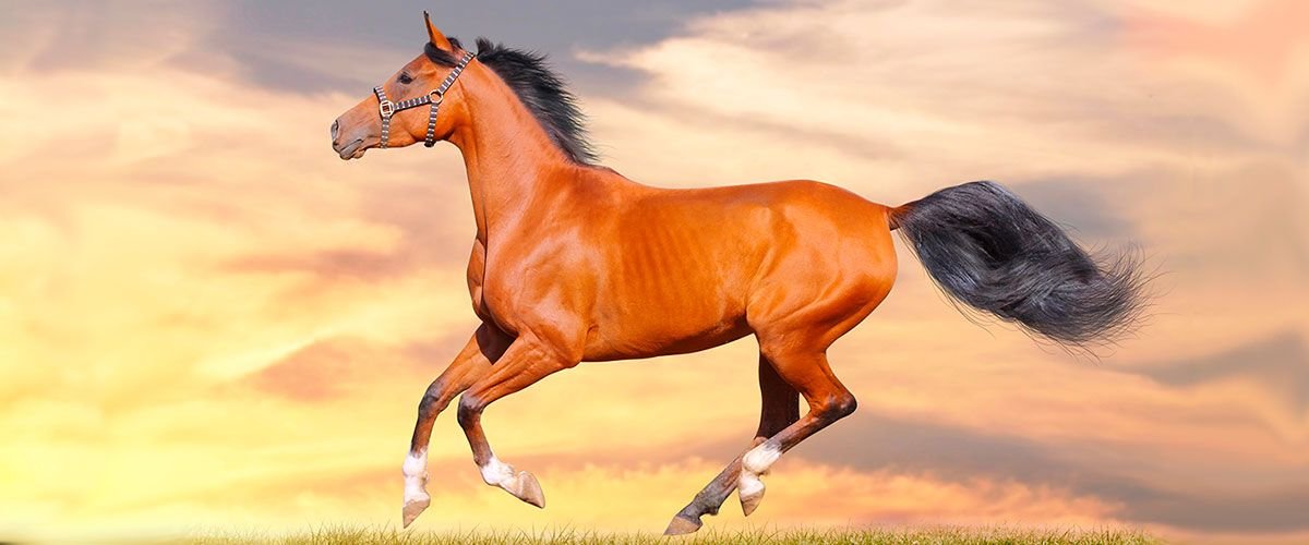 Noticias caballo spirit real - Noticias